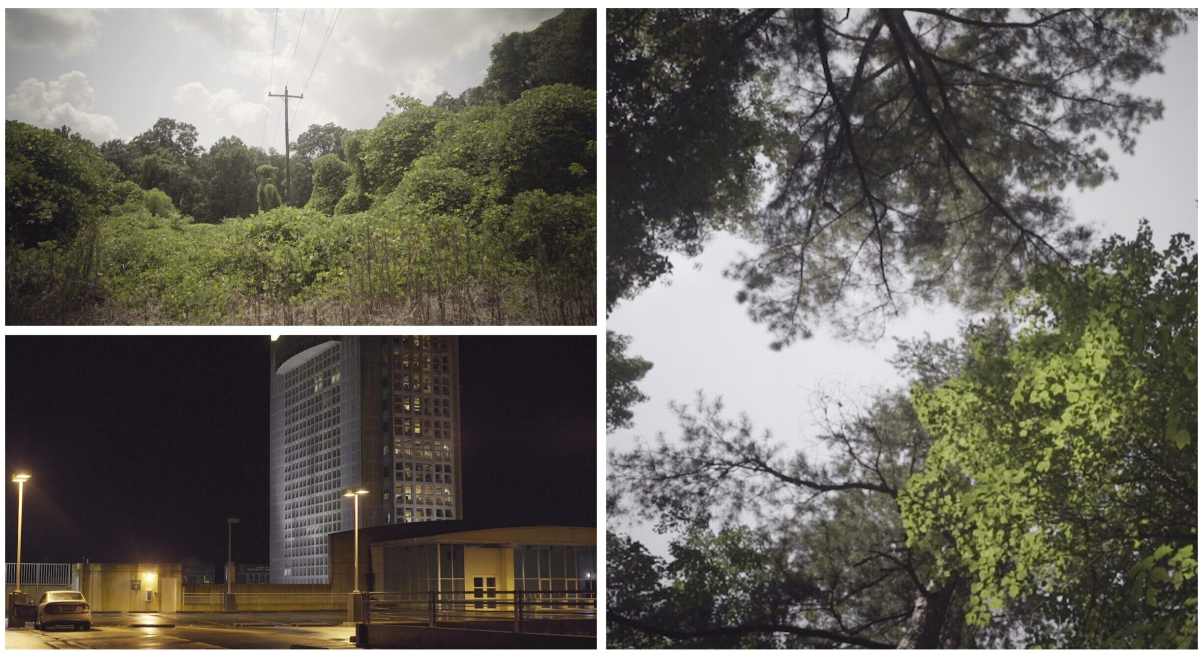 Images of South Carolina - trees and city