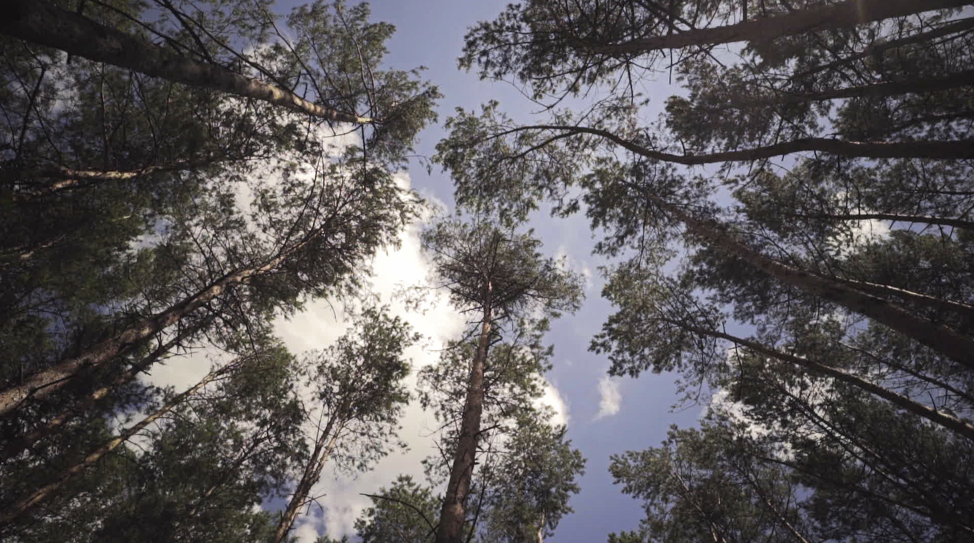 Trees and sky