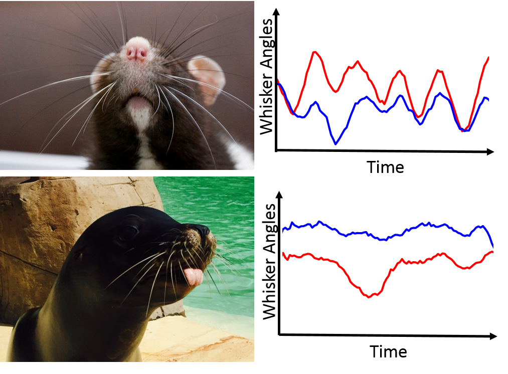 This image shows images of a rat and a seal alongside graphs of Whisker angles and time.